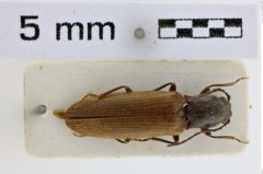 Foto (Dorsalansicht) von Athous incognitus (NHMW-ZOO-COL-0009011)